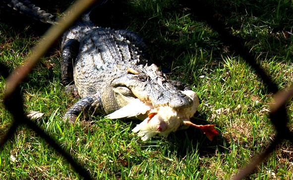 Một con cá sấu trưởng thành được nuôi ở Trạm Động vật hoang dã.    