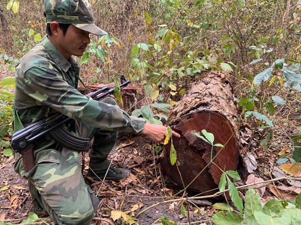 Lực lượng kiểm lâm kiểm tra một cây gỗ hương bị lâm tặc cắt hạ vào thời điểm trước Tết Canh Tý 2020. 