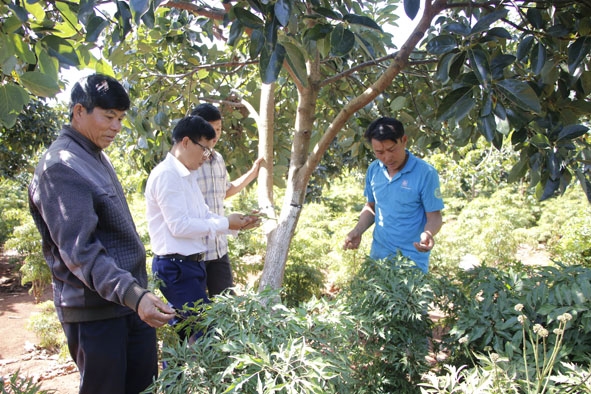 Bí thư Chi bộ thôn Ea Klang Nguyễn Viết Sâm (bìa trái) tham quan mô hình trồng đinh lăng của người dân. 