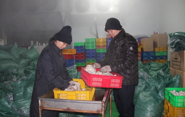 Kho đông lạnh bảo quản sản phẩm trái cây chế biến ở Hợp tác xã Thương mại và Dịch vụ nông nghiệp Lâm Tiến (huyện Ea Kar).  
