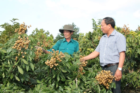 Ông Nguyễn Xuân Thúy (bên trái) ở thôn 4, xã Ea Pil chia sẻ kinh nghiệm trồng, chăm sóc cây nhãn.  
