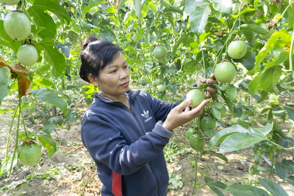 Chị Nguyễn Thị Nơ kiểm tra chất lượng trái chanh tại vườn.