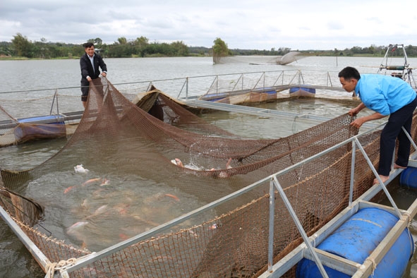 Thành viên  HTX Nuôi trồng thủy sản Ea Phê kiểm tra cá  diêu hồng nuôi trong các  lồng bè. 