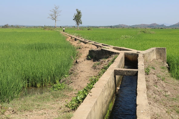 Hệ thống kênh mương nội đồng được xây dựng từ nguồn vốn Chương trình 135 đã cung cấp đủ nước tưới  cho hàng trăm héc ta lúa trên địa bàn xã Yang Reh.
