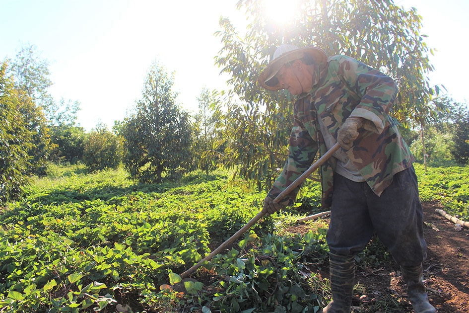 Ông Đoàn Anh Linh (thị xã Buôn Hồ) trồng khoai lang cung cấp nguồn thức ăn cho heo sọc dưa. 
