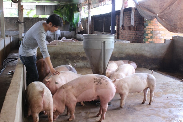 Chăn nuôi heo quy mô hộ gia đình ở huyện Cư M'gar.  