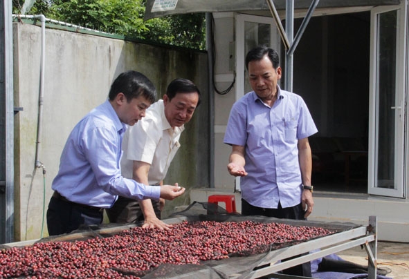 Sản xuất cà phê đặc sản tại HTX Nông nghiệp dịch vụ Công bằng Ea Tu, TP. Buôn Ma Thuột.