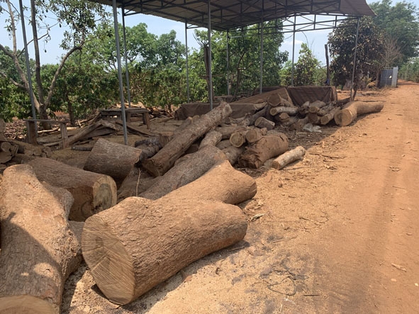 Nguyên liệu dùng đốt than tại một lò đốt than ở buôn Dhung, xã Ea M'droh (huyện Cư M'gar). 