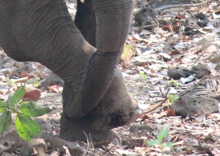 Vết thương ở chân của voi rừng
