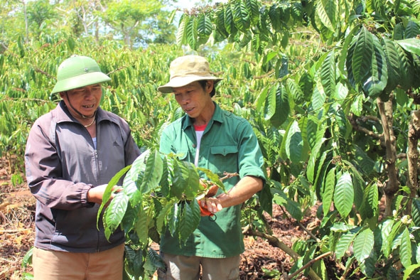 Hệ thống tưới nước tiết kiệm cho cây cà phê được hộ anh Lê Anh Tiến (thôn Thanh Cao) lắp tại vườn.