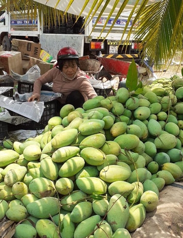 Chị Nguyễn Nghiêm (thị trấn Ea Súp, huyện Ea Súp)  thu hoạch xoài đưa đi tiêu thụ.
