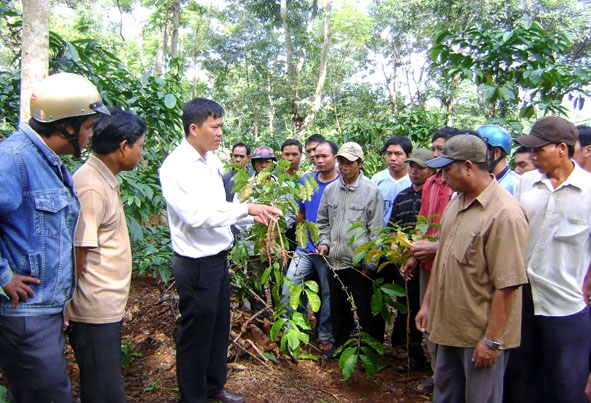 Dạy nghề trồng và chăm sóc cây cà phê bằng hình thức 