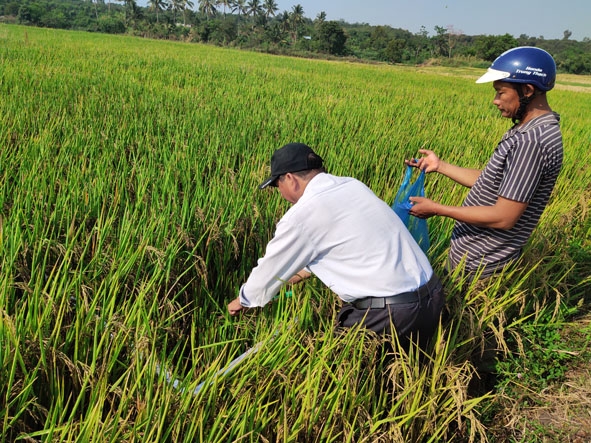 Cán bộ Trạm Khuyến nông TP. Buôn Ma Thuột gặt thí điểm để đánh giá năng suất  lý thuyết của ruộng lúa.