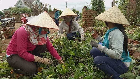 Phụ nữ xã Ea Lai hỗ trợ ngày công giúp hội viên khó khăn thu dọn vườn tiêu.  
