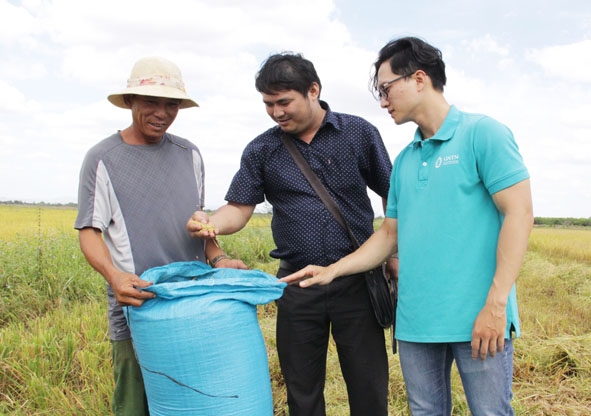 Cán bộ Phòng NN-PTNT huyện Ea Súp cùng HTX Giảm nghèo Ea Súp kiểm tra chất lượng lúa ST24 trồng thử nghiệm theo phương pháp hữu cơ.  