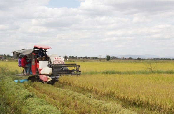 HTX Giảm nghèo Ea Súp thu hoạch lúa ST24 canh tác theo quy trình hữu cơ tại cánh đồng xã Ya Tờ Mốt.  