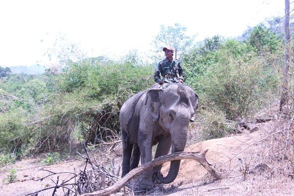 Một nài voi đưa voi vào rừng chăn thả tại xã Yang Tao, huyện Lắk.