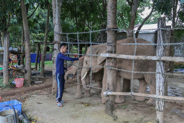Anh Phan Phú kiểm tra hai con voi rừng bị thương được cứu hộ về tại Trung tâm Bảo tồn voi.