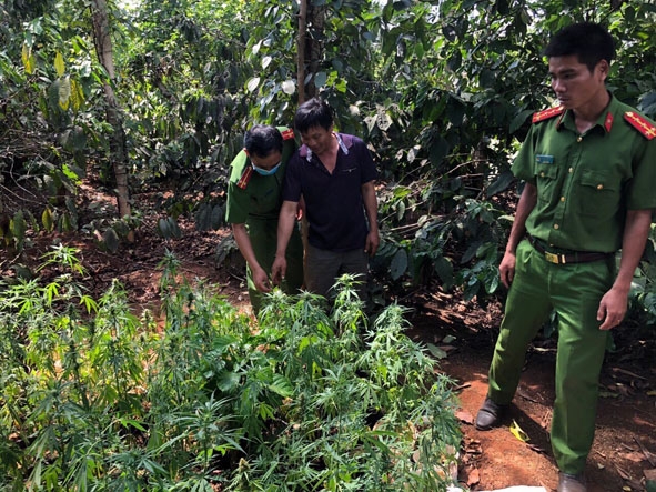 Công an huyện Cư M'gar phát hiện vụ trồng cần sa trên đất rẫy tại xã Ea Drơng. 
