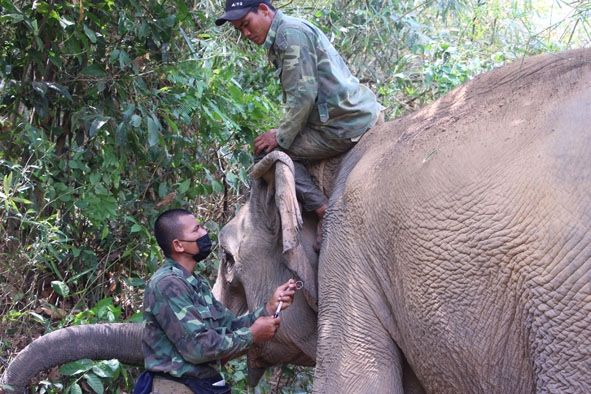 Anh Y Vinh Êung lấy mẫu máu voi Bắk Nang.  