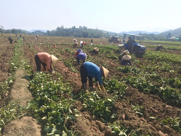 Người dân xã Đắk Nuê thu hoạch khoai lang.