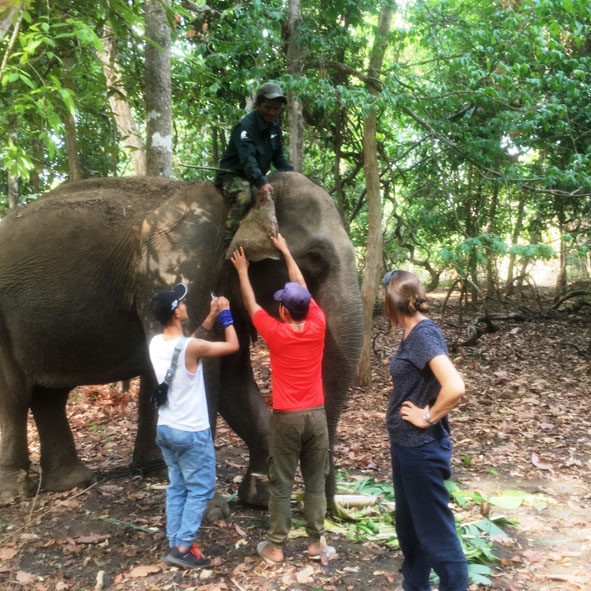 Nhân viên Trung tâm Bảo tồn voi Đắk Lắk và chuyên gia nước ngoài kiểm tra sức khỏe một con voi đang giai đoạn trị thương. Ảnh: Phan Phú