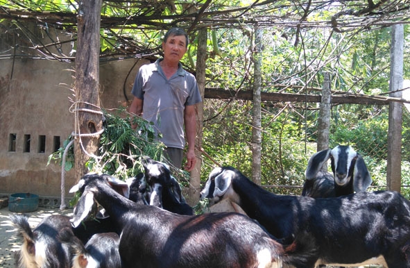 Ông Nguyễn Văn Toan chăm sóc đàn dê.   Ảnh: B.Nguyên