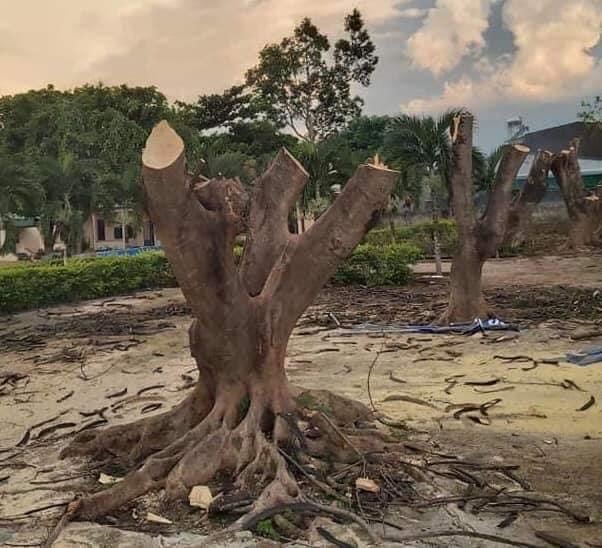 Sau vụ cây phượng đổ, nhiều trường học đã đốn hạ loài cây gắn với tuổi học trò không thương tiếc. Ảnh: Internet