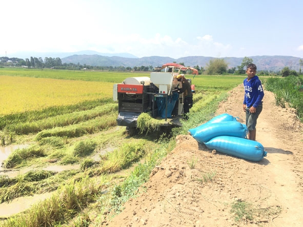 HTX Nông nghiệp Thành Tín cùng người dân thu hoạch lúa hữu cơ tại thôn Yên Thành 2 (xã Đắk Nuê).