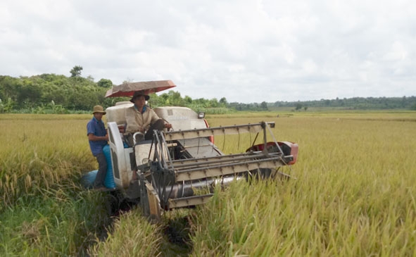 Nông dân xã Ea M’nang thu hoạch lúa bằng máy gặt đập liên hợp. 