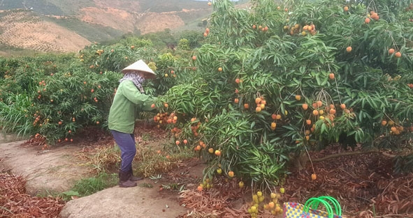 Vườn vải năm thứ ba của gia đình chị Phan Thị Tư được chuyển đổi từ đất trồng hồ tiêu.