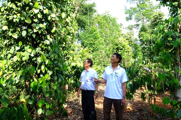 Vườn quýt của ông Lục Thanh Bồng  (bên phải)  ở thôn 7A, xã Ea Ô, huyện Ea Kar. 