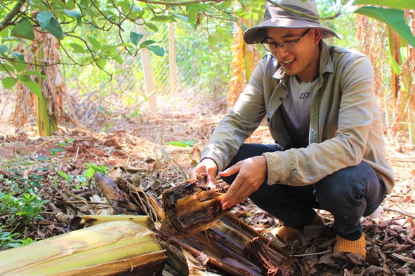 Cây chuối sau khi thu hoạch được anh Nông Văn Công (huyện Krông Pắc) tận dụng để tăng sinh khối cho vườn. 