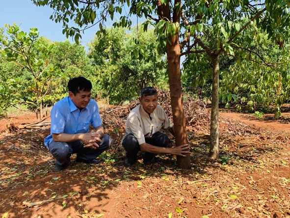 Cây đàn hương được trồng xen vườn cà phê của gia đình ông Y Krih Hwing (buôn Niêng, xã Ea Nuôl,  huyện Buôn Đôn). 