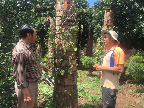  Cán bộ  Hội Nông dân  xã Ea Tân  (bên trái)  kiểm tra  tình trạng  tiêu nhiễm bệnh  trên địa bàn.