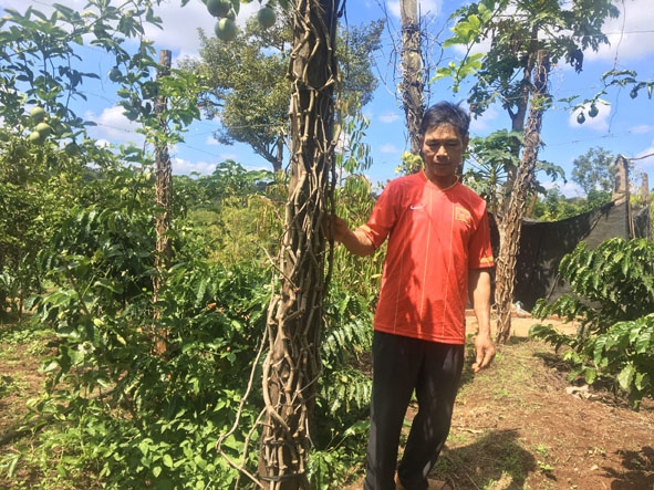 Vườn tiêu của gia đình ông Nguyễn Văn Thiều (thôn Ea Heo, xã Ea Tân, huyện Krông Năng) đã chết khô.