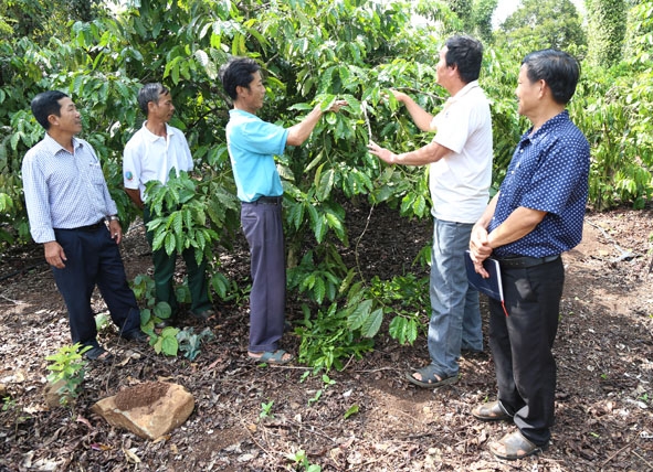 Các thành viên  HTX Nông nghiệp  và Dịch vụ Quyết Tiến tham quan mô hình và chia sẻ kinh nghiệm trồng, chăm sóc  cây cà phê. 