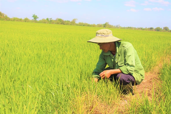 Ông Bùi Đức Chuyên (thành viên HTX lúa Ea Súp, xã Ea Bung) chăm sóc ruộng lúa canh tác theo hướng hữu cơ.