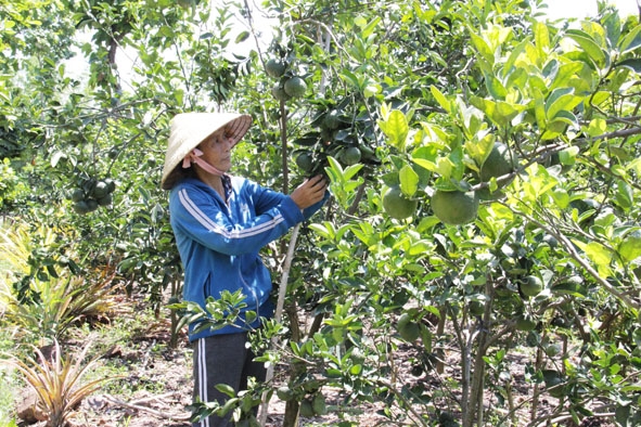 Vườn  trái cây  của  thành viên HTX  Phú Nông - Buôn Đôn được  canh tác theo hướng hữu cơ. 