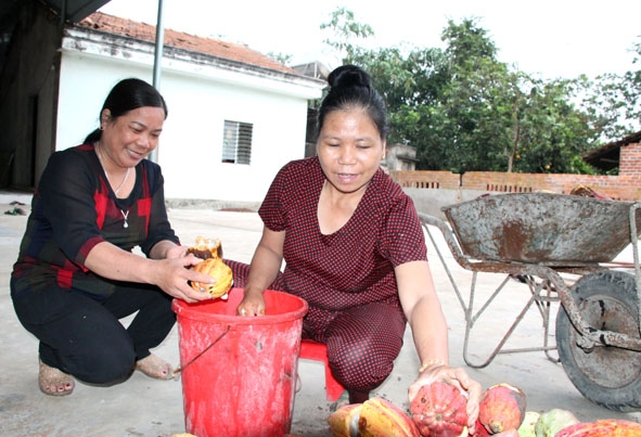 Sản phẩm hạt ca cao cảu gia đình chị Nông Thị Đẹp (thôn Quảng Cư 1 A, xã Cư Ni) bán được giá cao hơn sau khi tham gia Tổ hợp tác phát triển ca cao. 