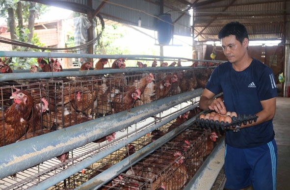 Trang trại nuôi gà đẻ trứng khép kín của gia đình anh Phạm Văn Khánh  (tổ dân phố 12).  