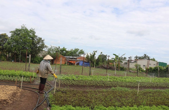 Người dân dân trồng rau an toàn ở phường Khánh Xuân tưới rau bằng hệ thống phun mưa.