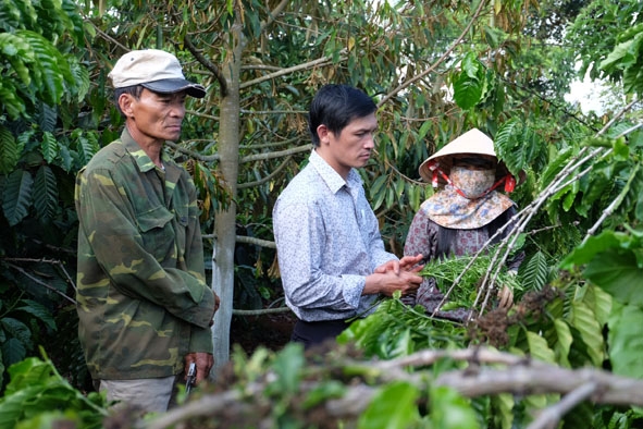 Chủ tịch Hội Nông dân xã Dliê Ya Nguyễn Tôn Trọng (giữa) thăm vườn cây đa canh  của gia đình ông Phan Phi Phong.