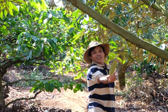 Anh Nguyễn Ngọc Sang chia sẻ những kiến thức trong việc trồng sầu riêng. 