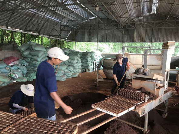 Nhân viên Tinh Hoa Farm vận hành máy đóng giá thể vào khay để ươm cây rau con. 