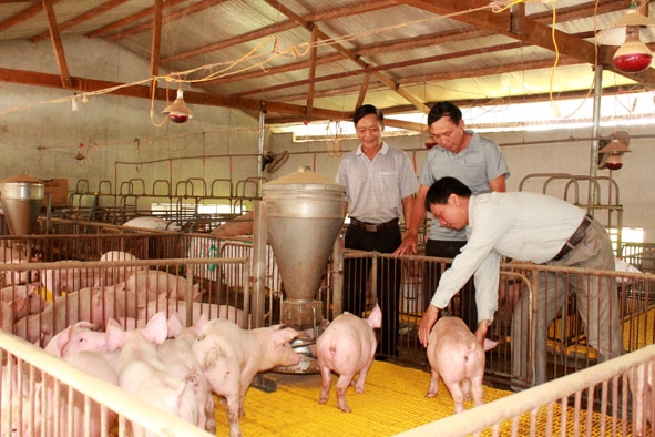 Gia trại chăn nuôi heo trên địa bàn xã Ea Kmút (huyện Ea Kar) phát triển chăn nuôi theo hướng an toàn sinh học nhằm hạn chế dịch bệnh.