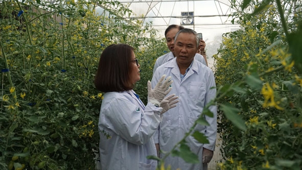 Thứ trưởng Bộ NN-PTNT Phùng Đức Tiến thăm mô hình rau hữu cơ của Công ty TNHH Ban Mê Green Farm (TP. Buôn Ma Thuột). Ảnh: Khả Lê