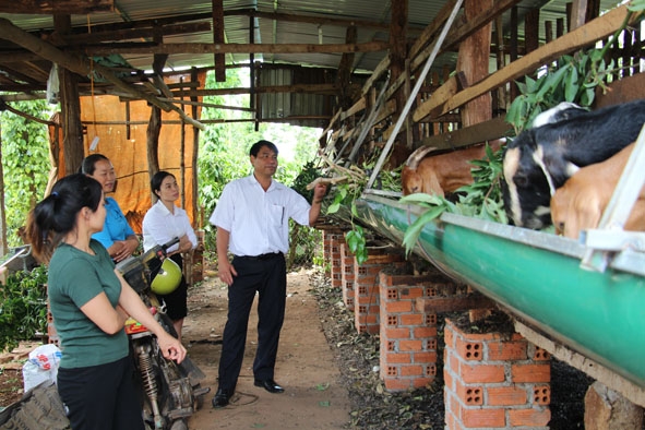 Nhiều hội viên đến tìm hiểu mô hình chăn nuôi dê của gia đình chị Đỗ Thị Huyền. 