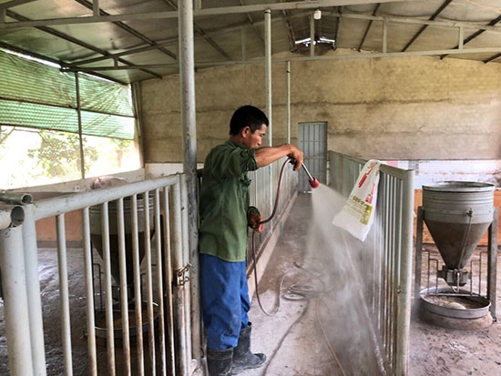 Hệ thống chuồng trại tại hộ anh Nguyễn Đại Huệ (thị trấn Quảng Phú) được xây dựng bài bản, tạo môi trường an toàn cho chăn nuôi