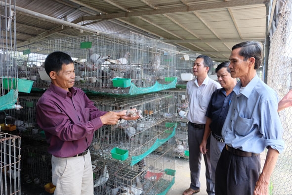 Ông Phạm Xuân Tiến, Giám đốc HTX bồ câu thảo dược Xuân Tiến (bên trái) giới thiệu về mô hình nuôi bồ câu thảo dược.